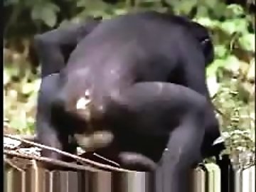 Gagged zoo