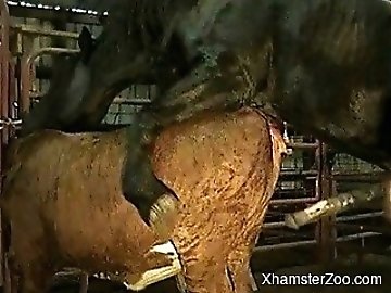 Asshole zoo