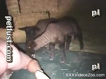 Filipina zoo