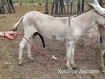 Gymnast zoo