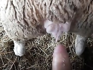 Double Anal zoo