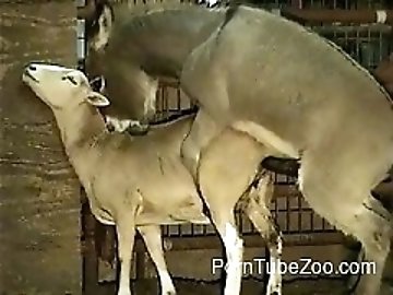 Blond Teen zoo