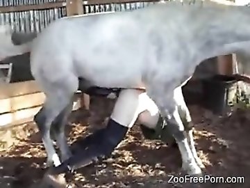 Anime zoo